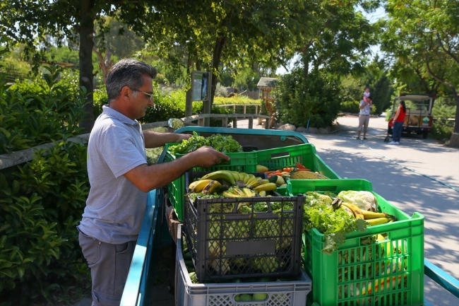 İzmir Doğal Yaşam Parkı’ndaki hayvanlara ‘yaz’ menüsü